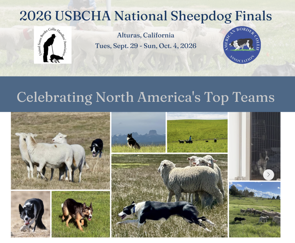 Usbcha Sheepdog Finals | United States Border Collie Association